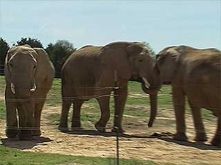  阿肯色州:  美国:  
 
 Riddle`s Elephant and Wildlife Sanctuary